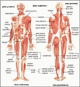 principaux muscles